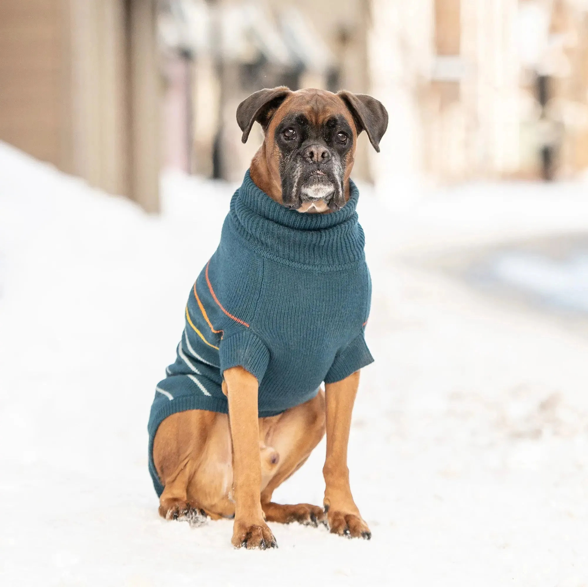 Arctic Dog Sweater | Dark Teal